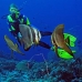 batfish_longfin_jr_v_0705_png0335.jpg